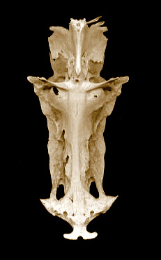 Sail Catfish Skull.